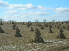Winter field of corn shocks